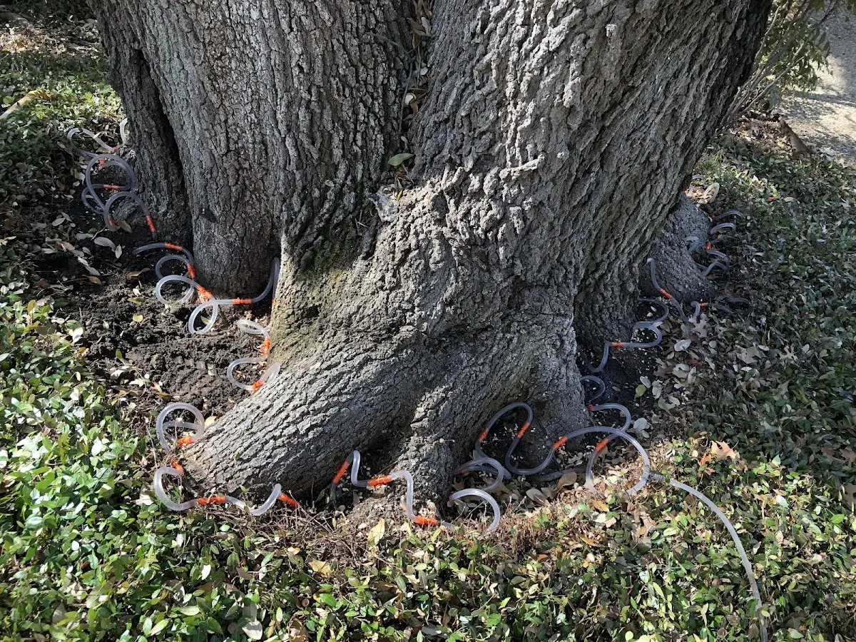 Detailed Tree Cabling and Bracing job site in East Moriches