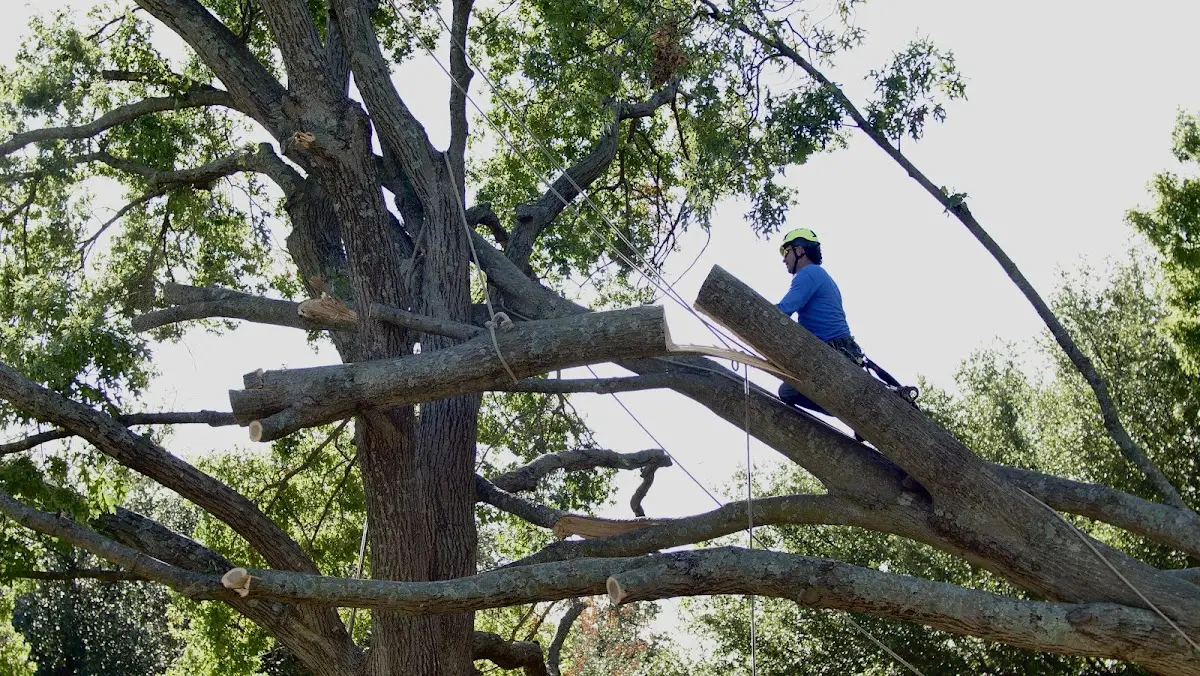 Professional Crown Thinning performed by certified arborists in East Moriches