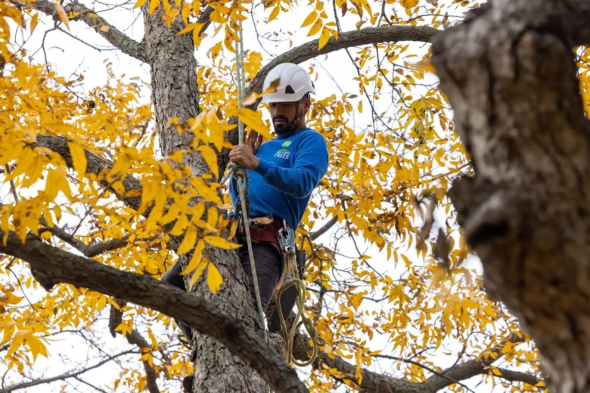 Skilled Tree Pruning crew working in East Moriches