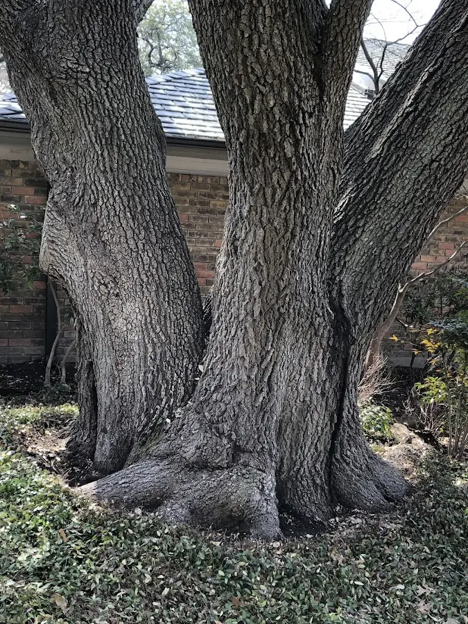 Mature heritage tree close to a East Moriches property cared for by certified arborists